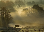 VacheBrume Vache dans la vallée de la Seulles
